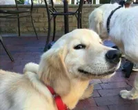 dog smiling