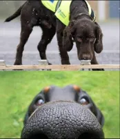 dog sniff meme