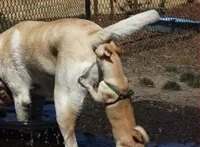 Dog sniffing butt