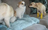 Dog Stares at dog