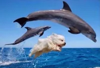 Dog swims with dolphins