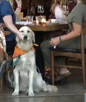 Dog under Table