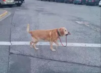 dog walking himself