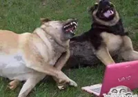 Dogs Laughing