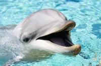 Dolphin Troll Face