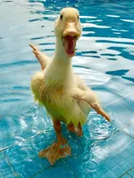 duck-friday-greek