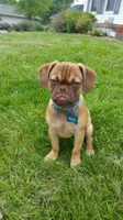 Earl The Grumpy Dog