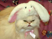 easter cat