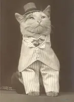 Fancy Cat