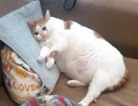 Fat Cat Crying