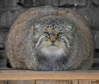 Fat Cats Exercise