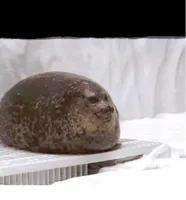 Fat seal