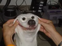 Forced To Smile Dog