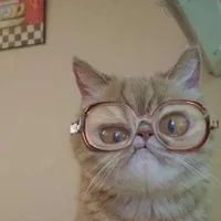 Funny Cat with Glasses