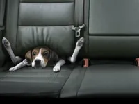 funny dog back seat