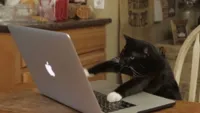 Furiously Typing Cat