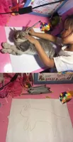 Girl tracing cat