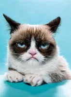 Grumpy Cat