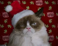 Grumpy Cat Christmas