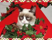 Grumpy Cat Christmas