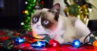 Grumpy Cat Christmas Lights