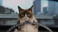 Grumpy cat driving