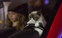 Grumpy Cat Driving