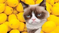 Grumpy Cat lemons