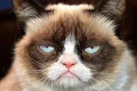 Grumpy Cat Not Amused