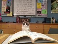 Grumpy cat studying