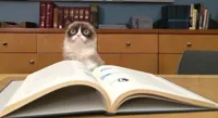 Grumpy Cat Studying