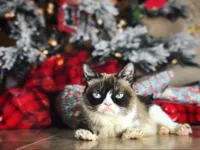 Grumpy Cat Under the Christmas Tree