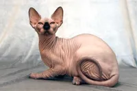 Hairless cat