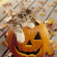 Halloween Cat