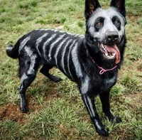 Halloween Doggo