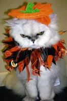 HALLOWEEN KITTY