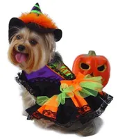 Halloween Witch dog