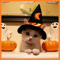 Halloweencat