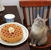 Happy cat with waffle