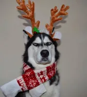 Happy Christmas Husky