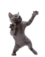 Happy Dance Cat