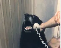 Hello yes this is dog