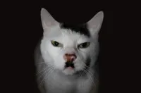 Hitler Cat