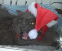 Holly Jolly Christmas Cat