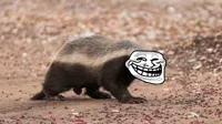 Honey Badger Troll Face