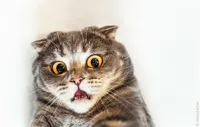 horrified cat