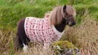 Horse & Christmas Sweater