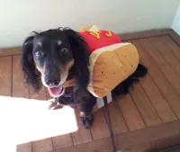 Hot Dog