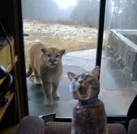 House Cat with Mountain Lion at the door