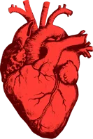 Human heart